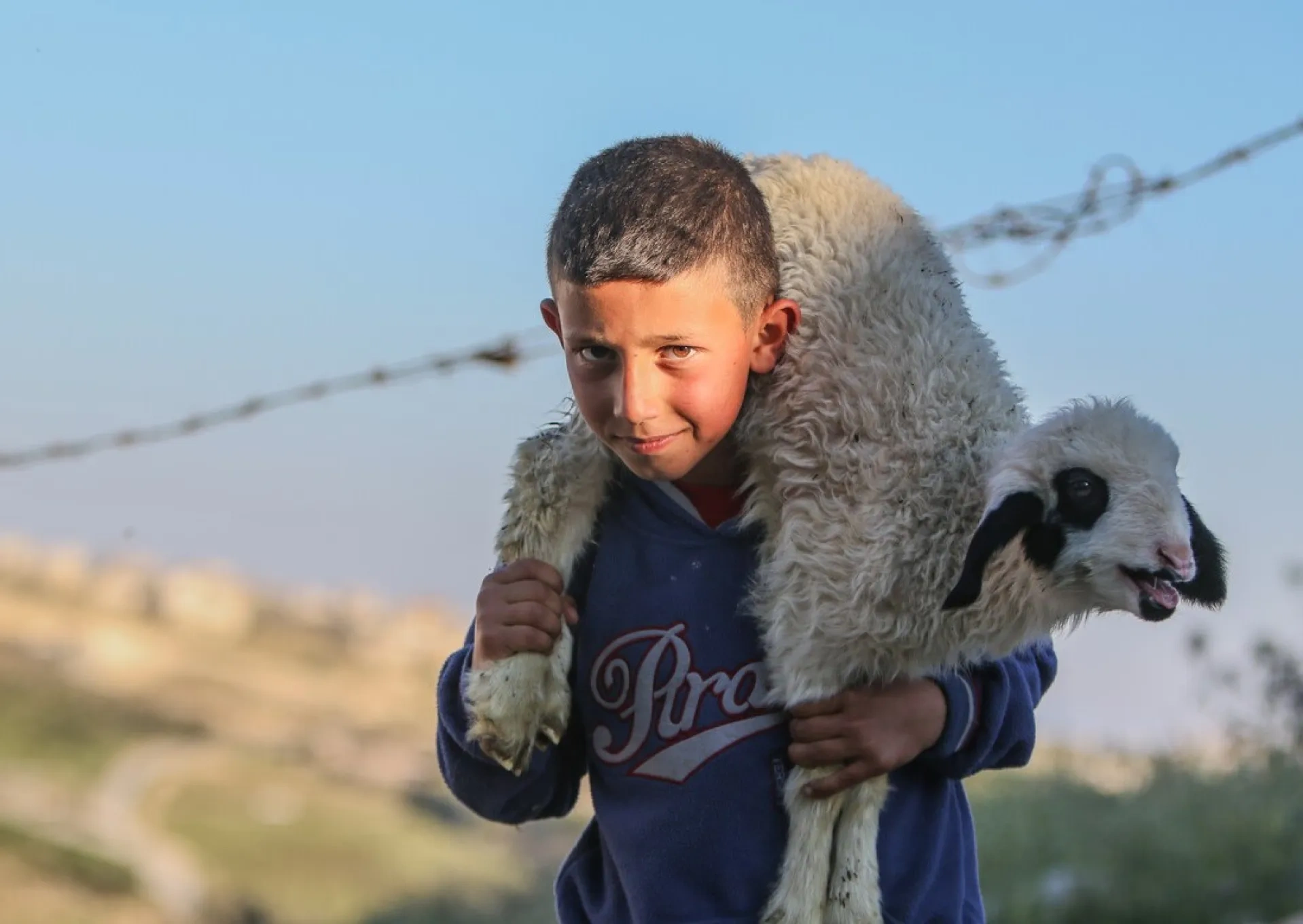 A Palestinian child carries a lamb in the shepherds' field near the place where the angels announced the birth of Jesus in Bethlehem.