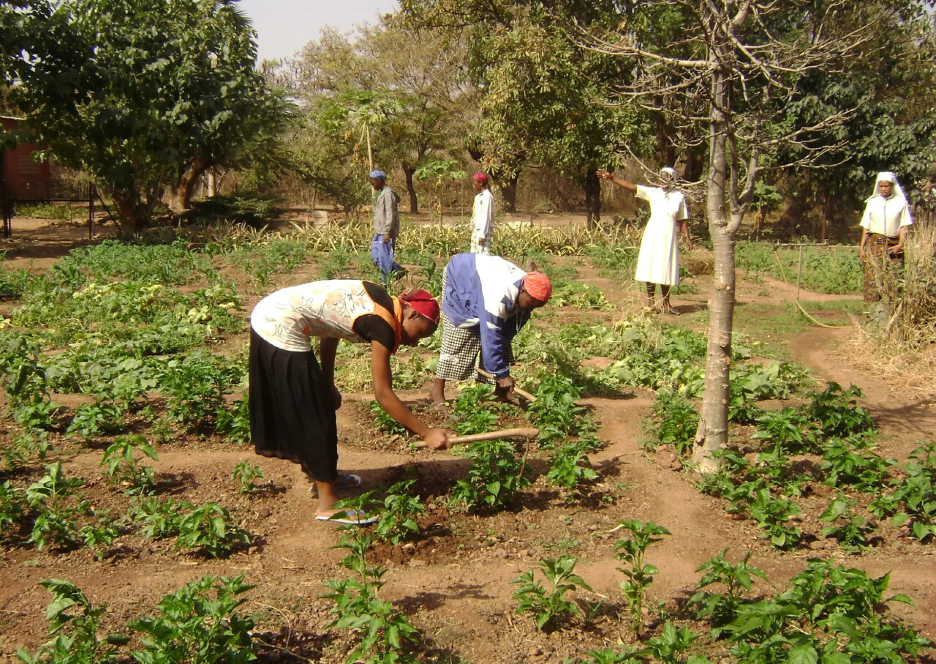 A group of Sisters in training working in a field