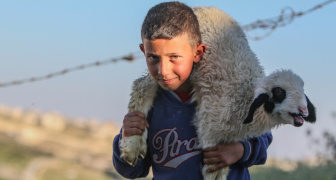 A Palestinian child carries a lamb in the shepherds' field near the place where the angels announced the birth of Jesus in Bethlehem.