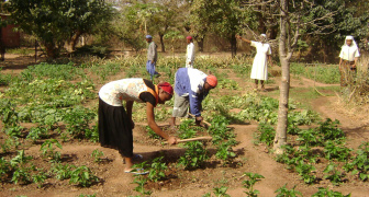 A group of Sisters in training working in a field